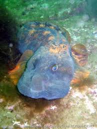 Image result for Zoarces americanus