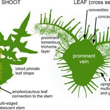 Attēlu rezultāti vaicājumam “Echinops sphaerocephalus leaf”
