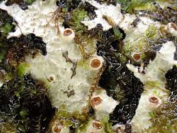 Attēlu rezultāti vaicājumam “Phaeographis dendritica”