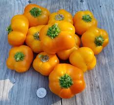 Afbeeldingsresultaat voor topepo giallo sweet pepper