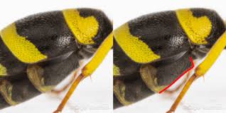 Attēlu rezultāti vaicājumam “Ancistrocerus sp. male”