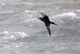 Attēlu rezultāti vaicājumam “Stercorarius parasiticus adult”