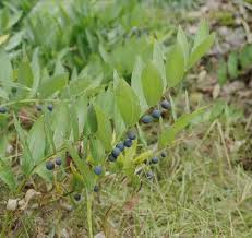 Attēlu rezultāti vaicājumam “Trichophorum alpinum fruit”