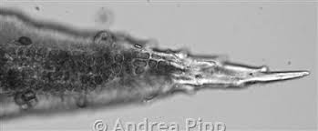 Attēlu rezultāti vaicājumam “Schistidium apocarpum macro”