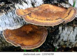 Attēlu rezultāti vaicājumam “Ganoderma applanatum”
