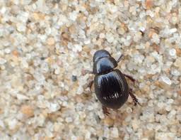 Attēlu rezultāti vaicājumam “Aegialia arenaria”