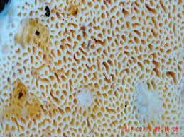 Attēlu rezultāti vaicājumam “Junghuhnia nitida”