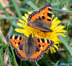 Image result for Small Tortoiseshell