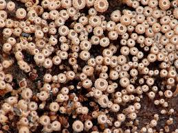 Attēlu rezultāti vaicājumam “Merismodes anomala”