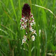 Attēlu rezultāti vaicājumam “Orchis ustulata flower”