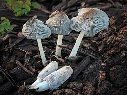 Attēlu rezultāti vaicājumam “Coprinus lagopus”