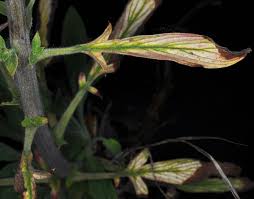 Attēlu rezultāti vaicājumam “Veronica scutellata leaf”