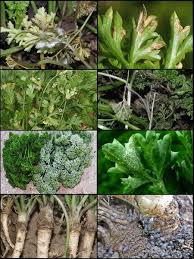 Image result for Petersilie