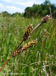 Attēlu rezultāti vaicājumam “Carex hartmanii”