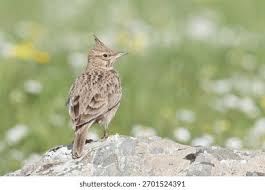 Image result for Galerida cristata