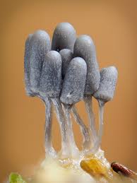 Attēlu rezultāti vaicājumam “Comatricha laxa”