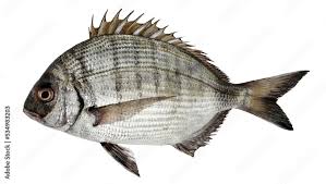 Image result for Diplodus sargus