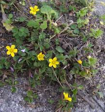 Attēlu rezultāti vaicājumam “Oxalis corniculata”