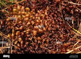 Attēlu rezultāti vaicājumam “Scapania mucronata”