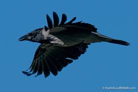 Attēlu rezultāti vaicājumam “Corvus cornix juvenile”