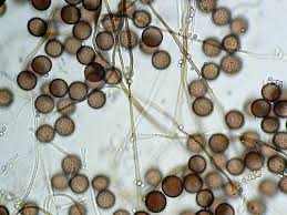 Attēlu rezultāti vaicājumam “Diderma spumarioides”