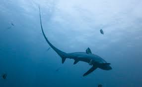 Image result for Alopias superciliosus