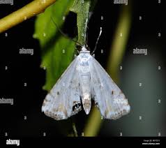 Attēlu rezultāti vaicājumam “Cataclysta lemnata”