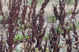 Image result for Sauerampfer