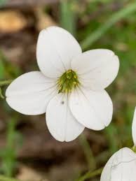 Attēlu rezultāti vaicājumam “Saxifraga granulata flower”