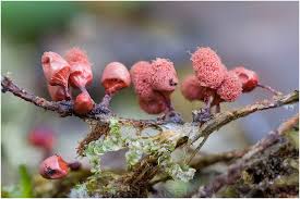 Attēlu rezultāti vaicājumam “Arcyria minuta macro”