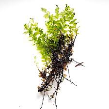 Attēlu rezultāti vaicājumam “Pseudobryum cinclidioides”