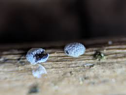 Attēlu rezultāti vaicājumam “Badhamia nitens sessile”