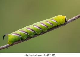 Attēlu rezultāti vaicājumam “Sphinx ligustri larva”