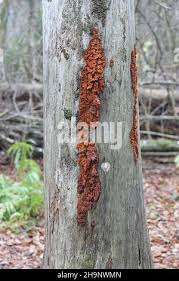 Attēlu rezultāti vaicājumam “Pycnoporellus alboluteus”