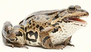 Attēlu rezultāti vaicājumam “Ranidae”