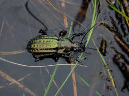 Attēlu rezultāti vaicājumam “Carabus clathratus”