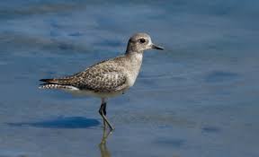 Attēlu rezultāti vaicājumam “Pluvialis squatarola adult”