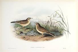 Image result for Anthus campestris