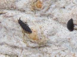 Attēlu rezultāti vaicājumam “Hypogastrura sp.”