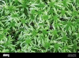 Attēlu rezultāti vaicājumam “Sphagnum flexuosum”