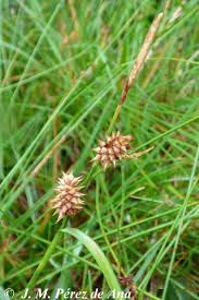 Attēlu rezultāti vaicājumam “Carex lepidocarpa”