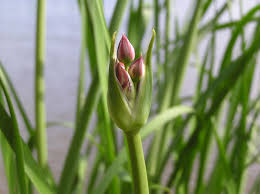 Attēlu rezultāti vaicājumam “Butomaceae”