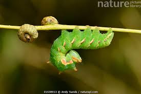 Attēlu rezultāti vaicājumam “Peridea anceps”