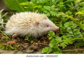 Attēlu rezultāti vaicājumam “Erinaceus sp.”