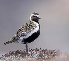 Attēlu rezultāti vaicājumam “Pluvialis apricaria”