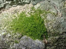 Attēlu rezultāti vaicājumam “Gymnostomum aeruginosum”