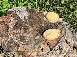 Attēlu rezultāti vaicājumam “Physarum diderma”