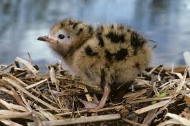 Attēlu rezultāti vaicājumam “Chlidonias niger eggs”