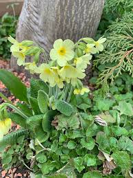 Image result for Schlüsselblumen