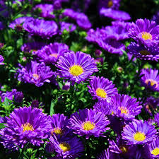 Image result for Aster